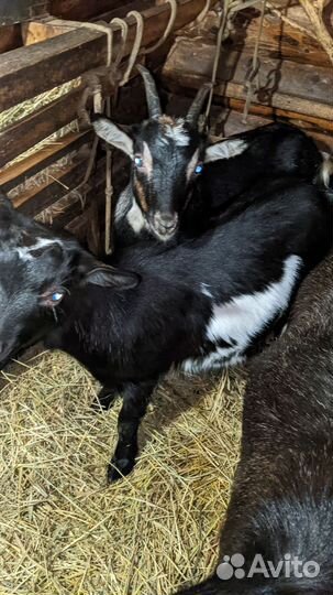 Козлята апрельские