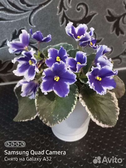 Детки сортовых фиалок