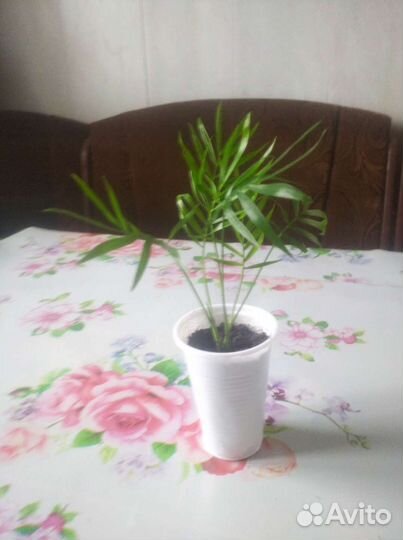 Комнатные растения