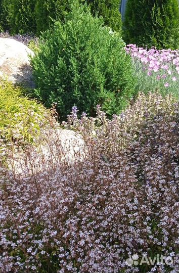 Многолетние растения для дачи