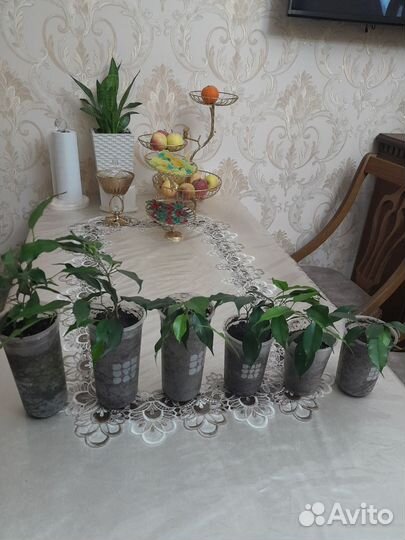 Фикус бенджамина