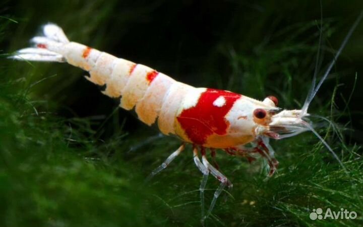 Креветки красный кристалл