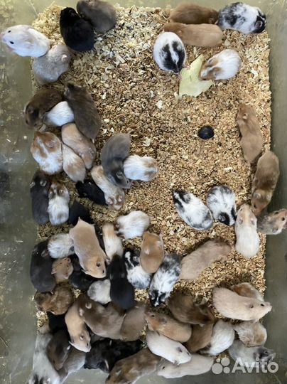 Хомяки сирийские джунгарские