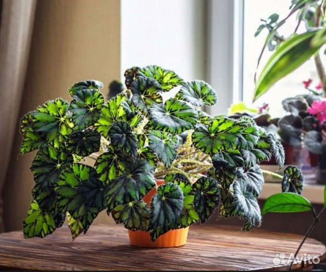 Бегония Тигровая (Бауэра)