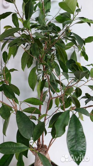 Фикус бонсай