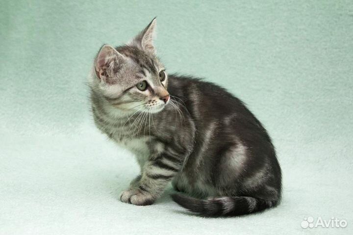 Мраморный милый котенок Пенн 3 месяца в дар