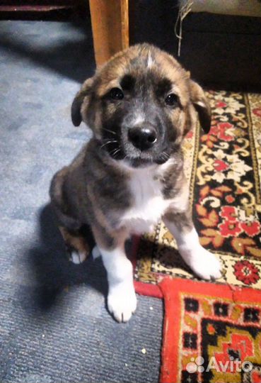 Две девочки в добрые руки