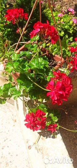 Плющелистная пеларгония