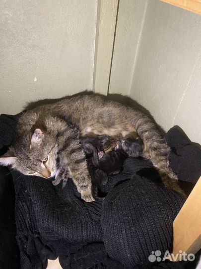 Котята в добрые руки