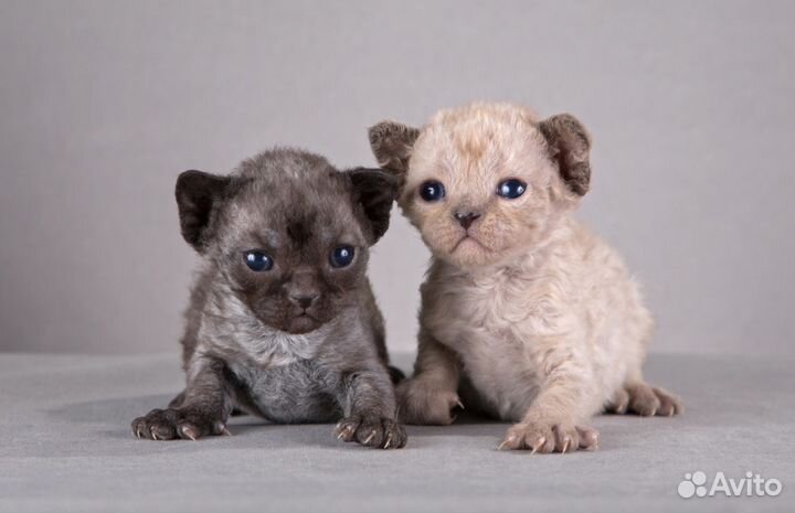 Девон рекс - Эльфы из Девоншира