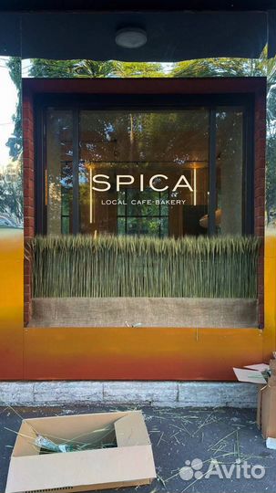 Сухоцветы пшеница