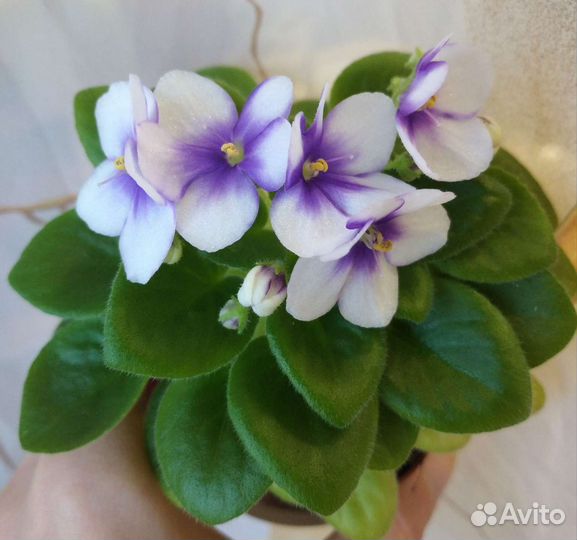 Сортовые фиалки