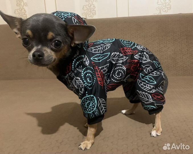 Комбинезон для маленькой собачки
