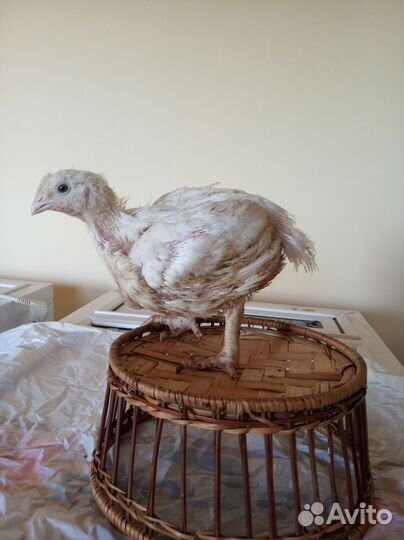 Цыплята бройлеры подрощенные