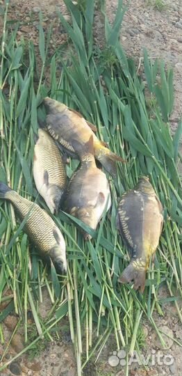 Платная рыбалка