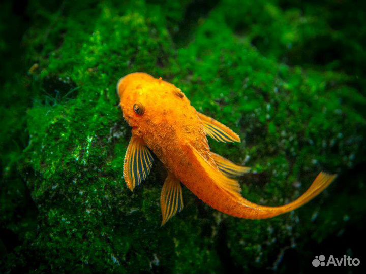 Аквариумные рыбки