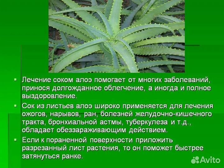 Алоэ вера