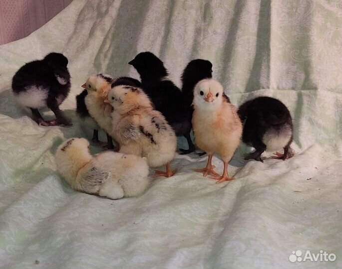 Инкубационное яйцо, цыплята