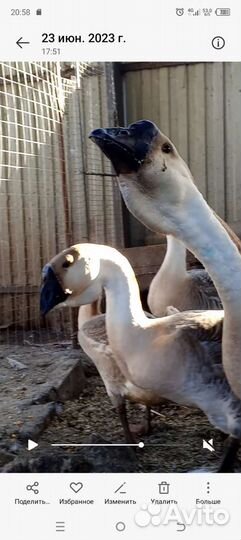 Гуси Большая львиная голова