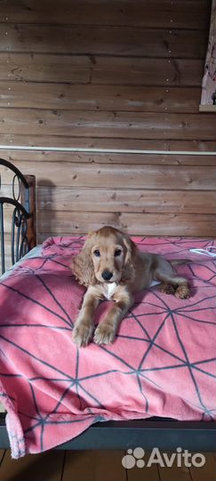 Английский Кокер спаниель Вязка