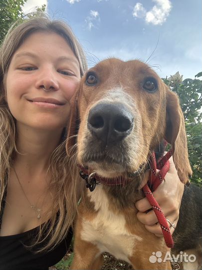 Спасенный из усыпалки гончий пес ищет дом