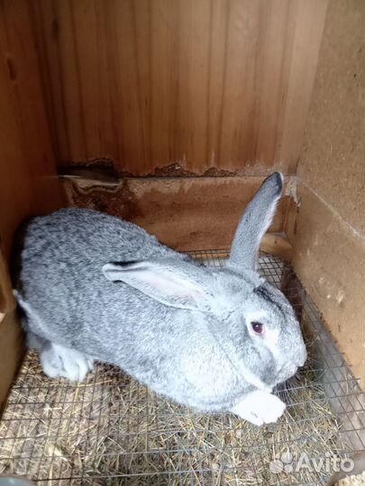 Кролики мясных пород