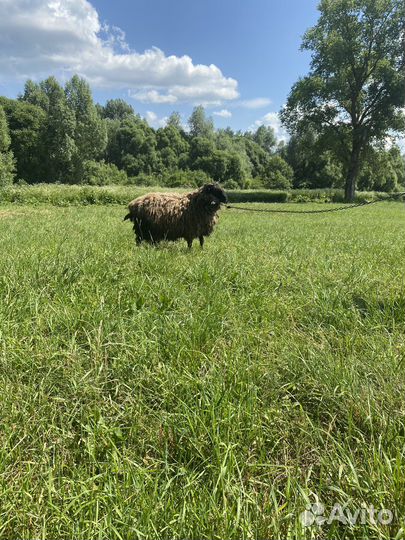 Овцы и бараны