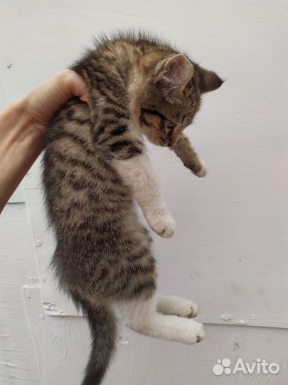 Котенок в дар бесплатно