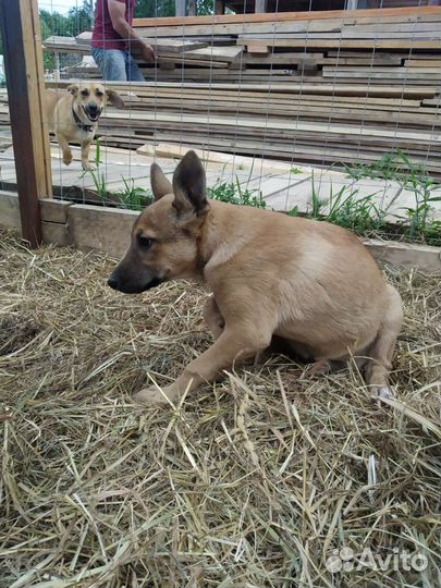 Щенки Собака