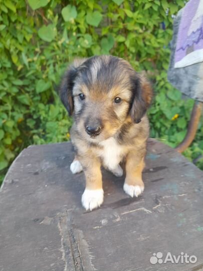 Щеночки - колобочки в добрые руки