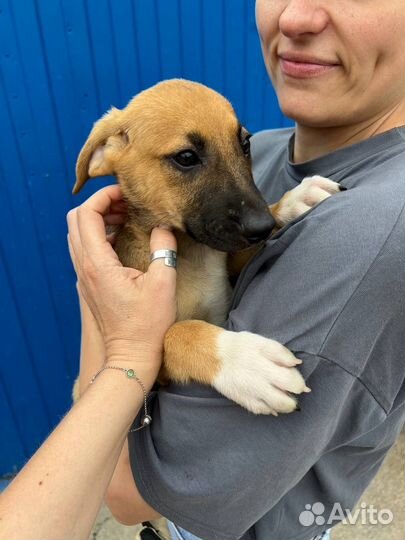 Щенок тедди