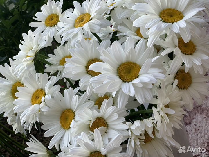 Букет из ромашек