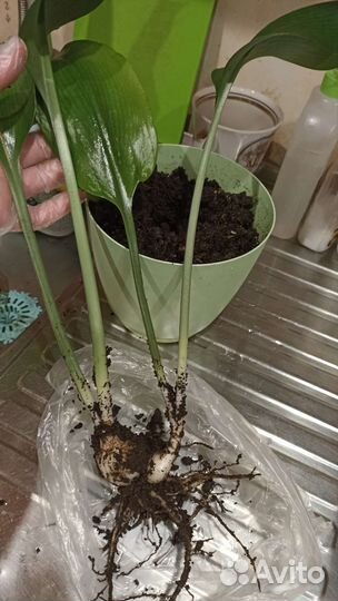 Эухарис амазонская лилия