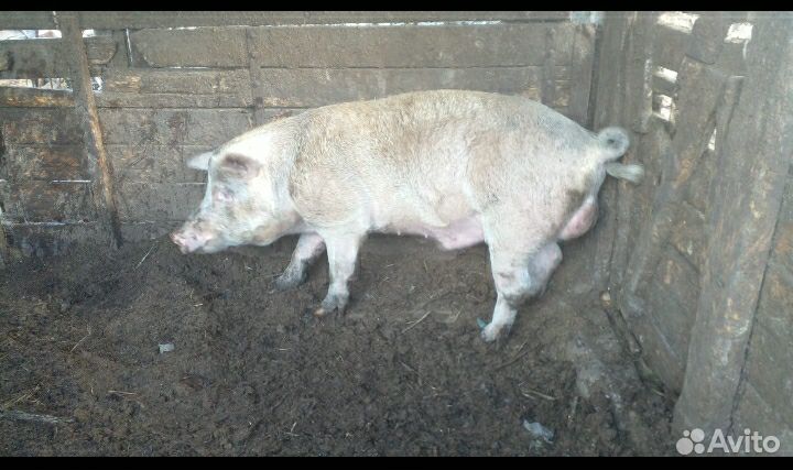 Живые свиньи на мясо