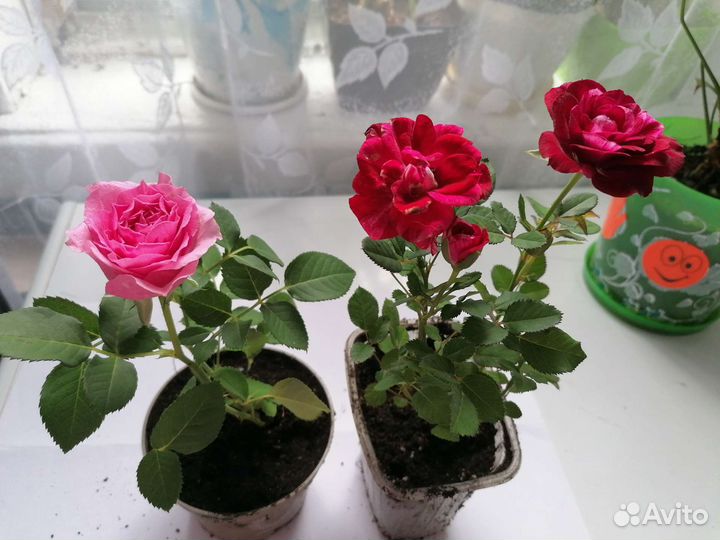 Бурбонская роза, комнатные цветы