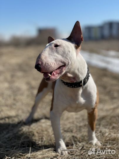 Бультерьер вязка