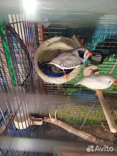 Зебровые амадины