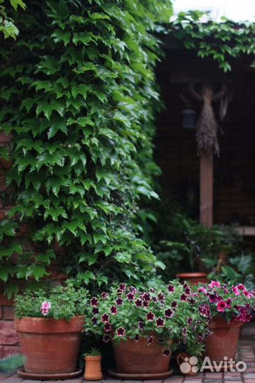 Виноград Вичи