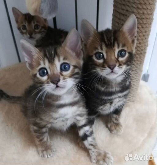 Бенгальская