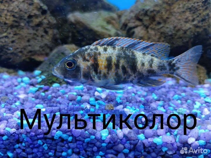 Аквариумные рыбки