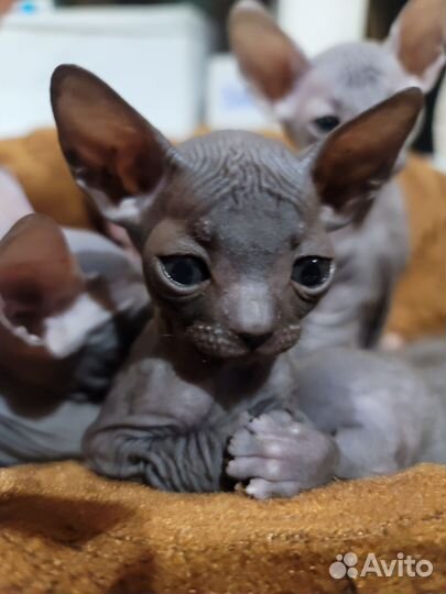 Котята Донской Сфинкс. Питомник