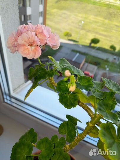 Пеларгония герань