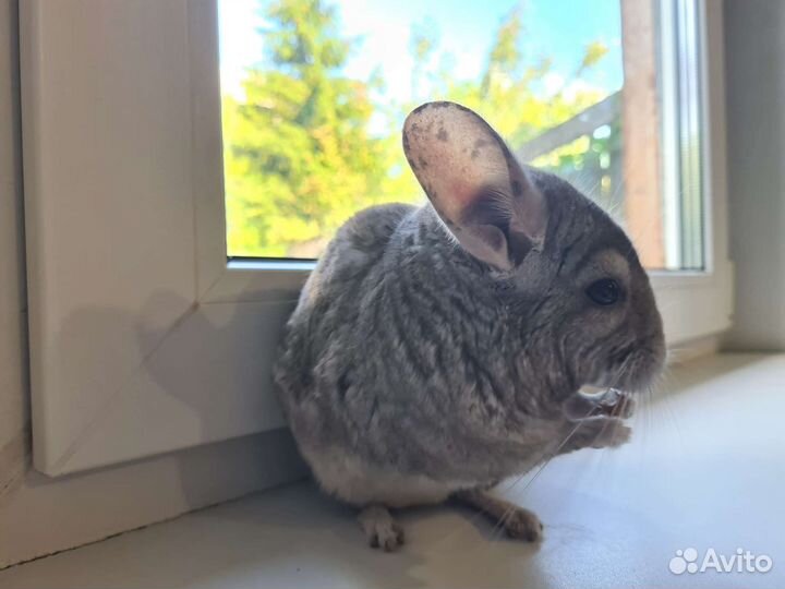 Шиншилла пара мальчик и девочка