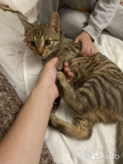 Кошка в дар бесплатно