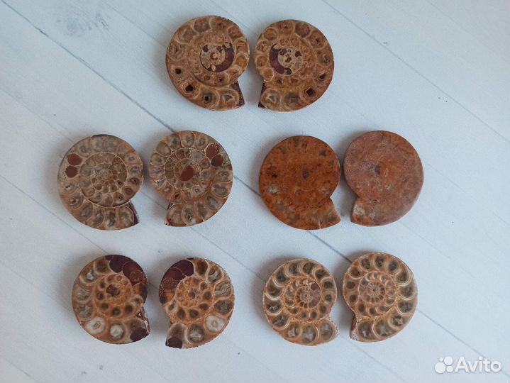 Пара (2 среза) аммонит Рerisрhinctеs 4.5 см
