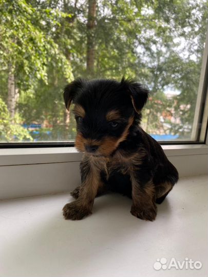 Йоркширский терьер щенки
