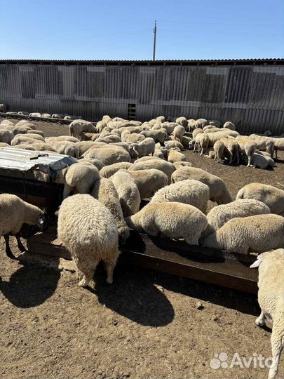 Продам овец ягнят