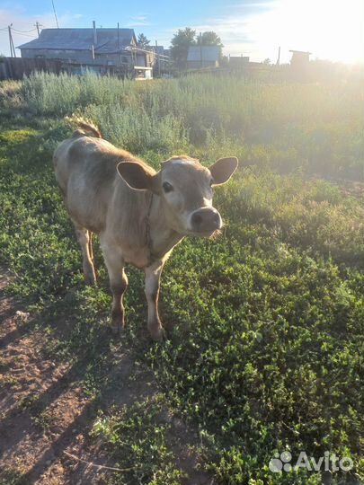 Теленок телочка