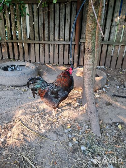 Петухи амеракуана и ухейелюй
