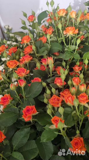 Куставая роза